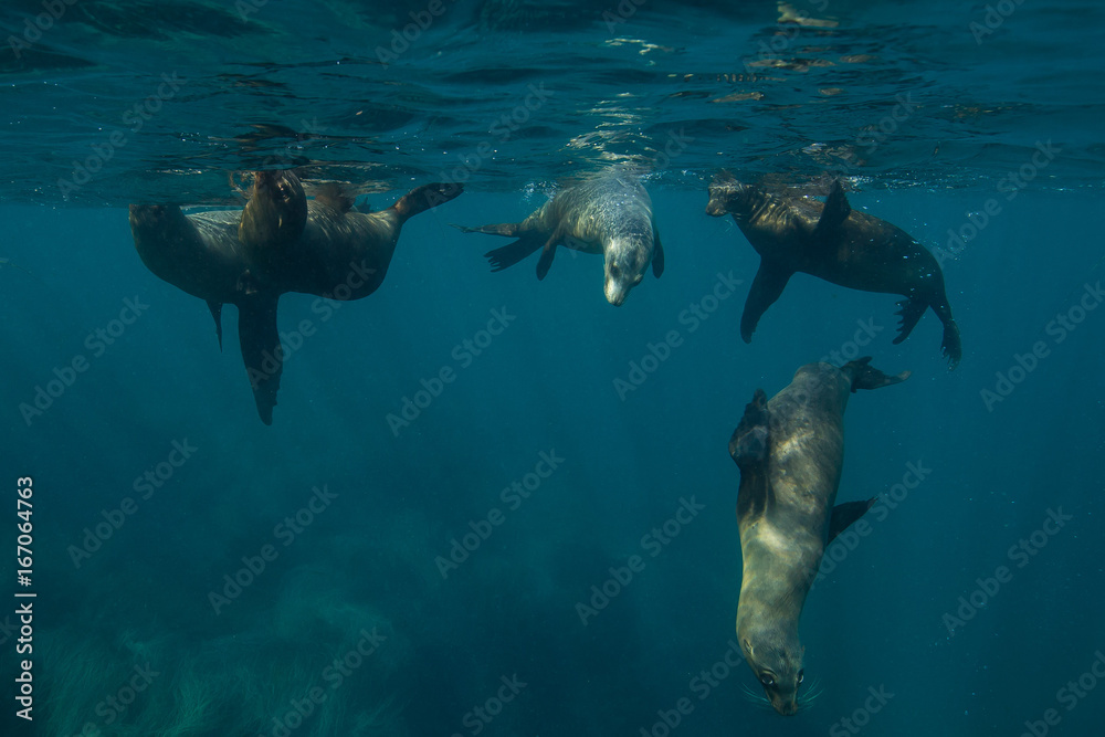 Sea lions play off the coast of Anacapa Island, Channel Islands National Park.
