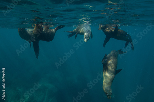Sea lions play off the coast of Anacapa Island, Channel Islands National Park.