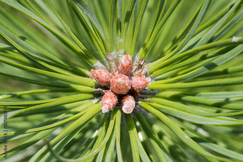 A sprig of pine with small cones and a spider A sprig of pine with small cones and a spider