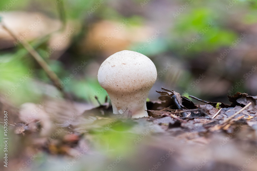 White edible mushroom raincoat White edible mushroom raincoat