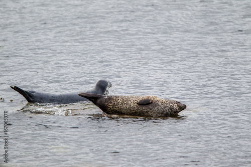 foca comune phoca vitulina 