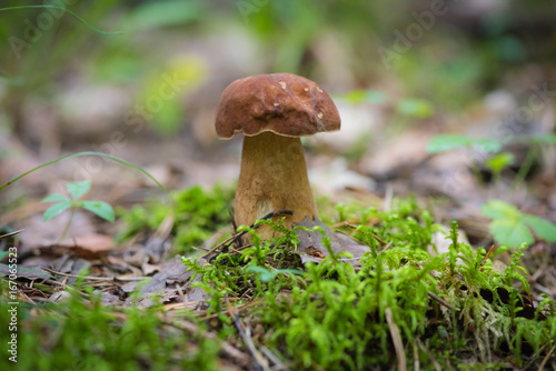 Edible mushroom boletus growing from the ground in the background of the forest
