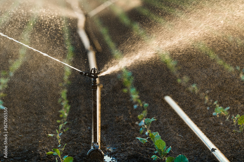 Irrigation system watering a crop of soy beans