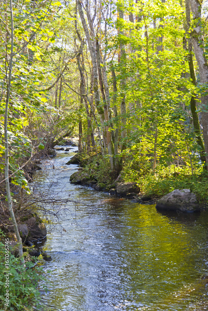 Rriver in the forest landscape Rriver in the forest landscape