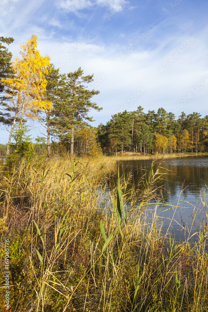 Fototapeta premium Reed at the water edge
