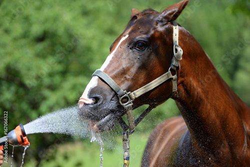 Fototapeta Naklejka Na Ścianę i Meble -  refreshing, chestnut horse drinking from a water sprinkler