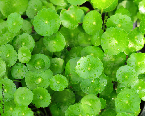 Water Pennywort is the traditional Hindu system of medicine