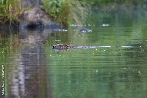 Wild european beaver in the beautiful nature habitat in Czech Republic, castor fiber, animal who loves water. 