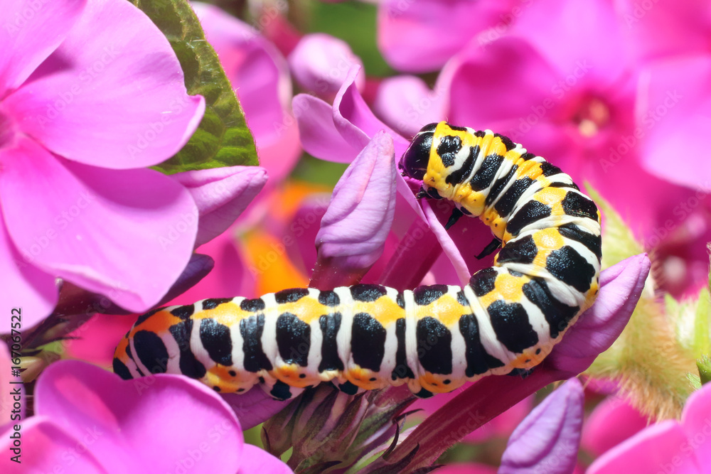 Naklejka premium Caterpillar