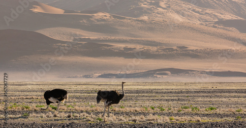 Ostrich in the desert photo