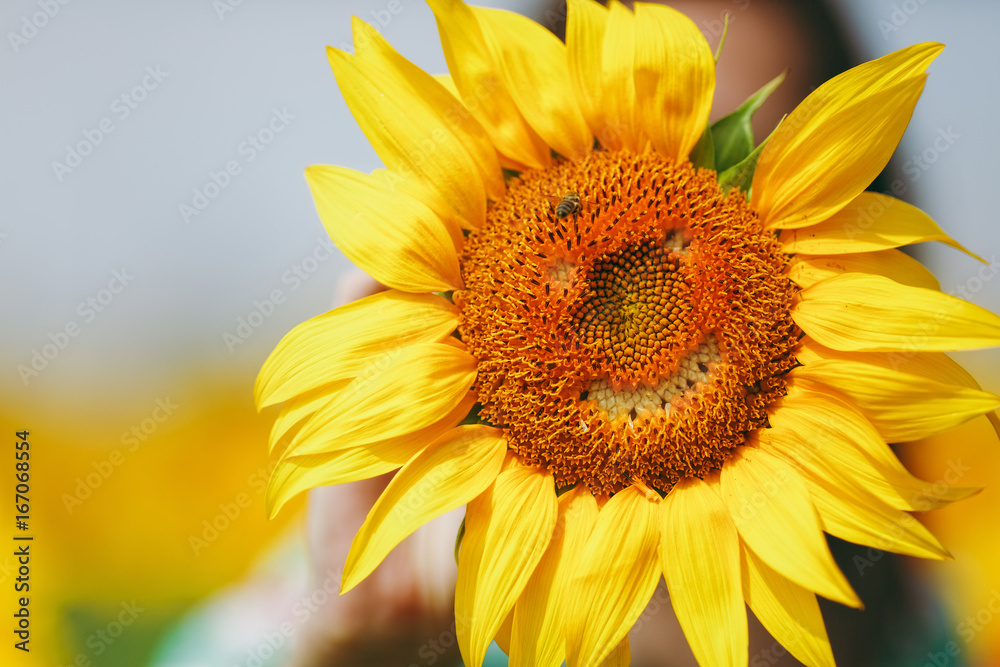 Naklejka premium Yellow sunflower with smiley face in the field