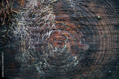 伐採された樹木の年輪