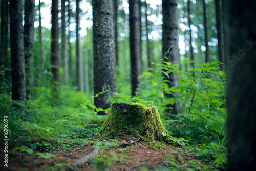針葉樹林　切り株