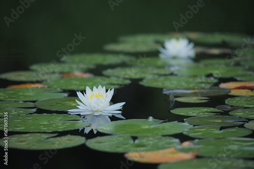 睡蓮の花　志賀高原