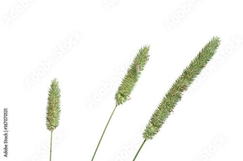 Timothy-grass