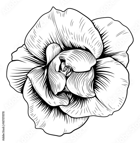 Rose Flower Engraved Vintage Woodcut Etching