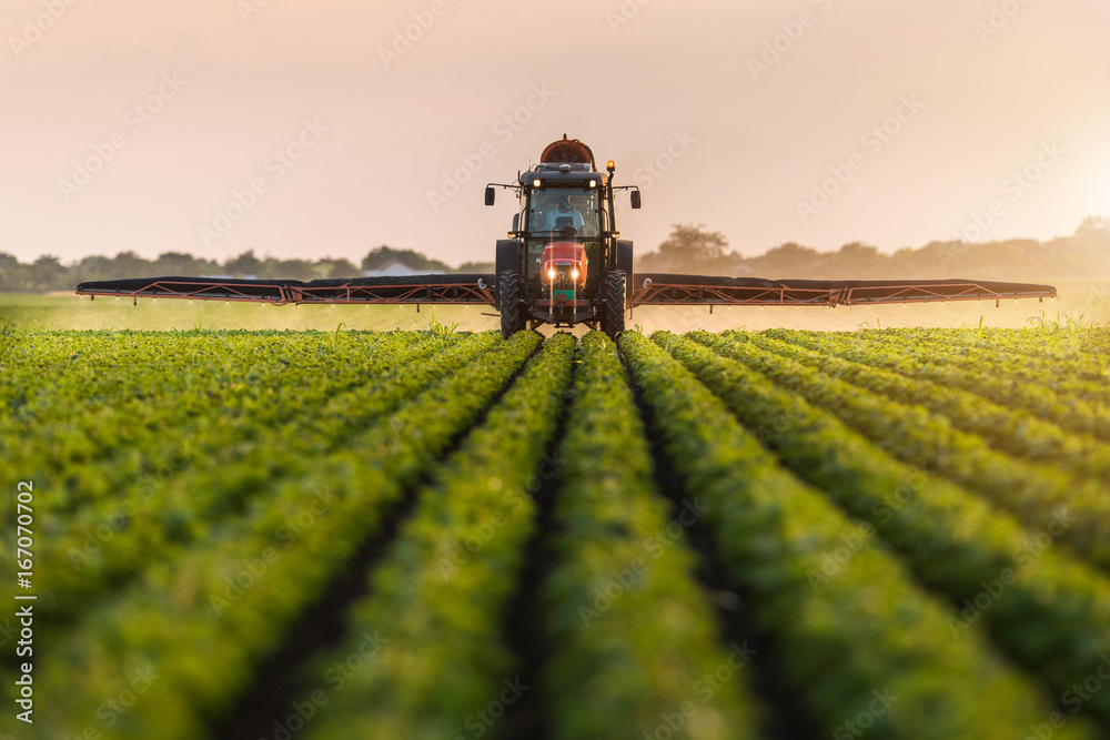 Tractor spraying soybean field at spring - obrazy, fototapety, plakaty 