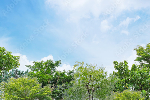 Closeup green tree in the garden with beautiful blue sky background with copy space