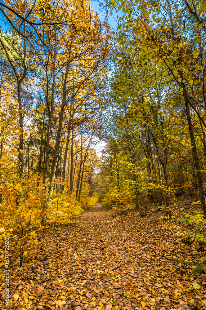 Fototapeta premium Path in the forest, autumn landscape, Poland
