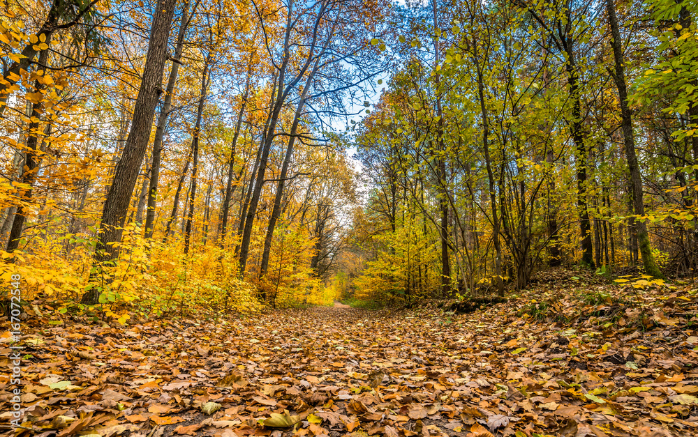 Fallen leaves on path in the forest, autumn landscape, nature trail in Poland