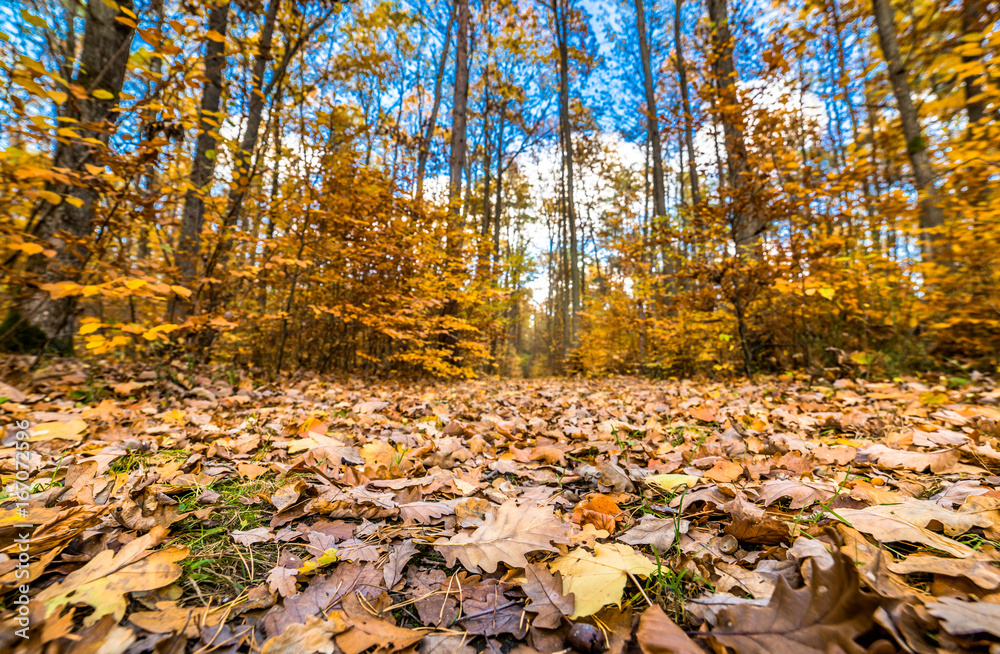 Golden trees and path with fallen leaves in the forest, autumn landscape