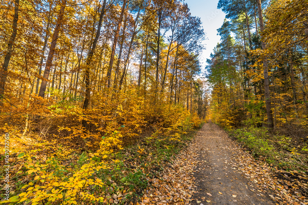 Nature trail with fallen leaves in fall forest, autumn landscape