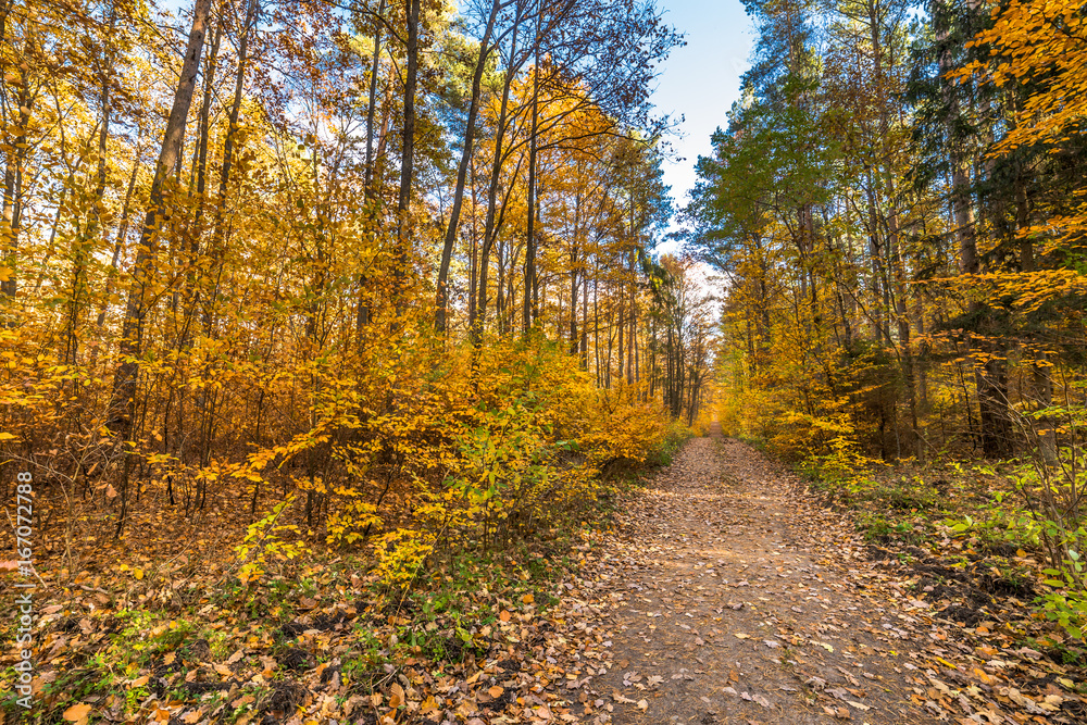 Pathway with fallen leaves in golden autumn forest, fall landscape Pathway with fallen leaves in golden autumn forest, fall landscape