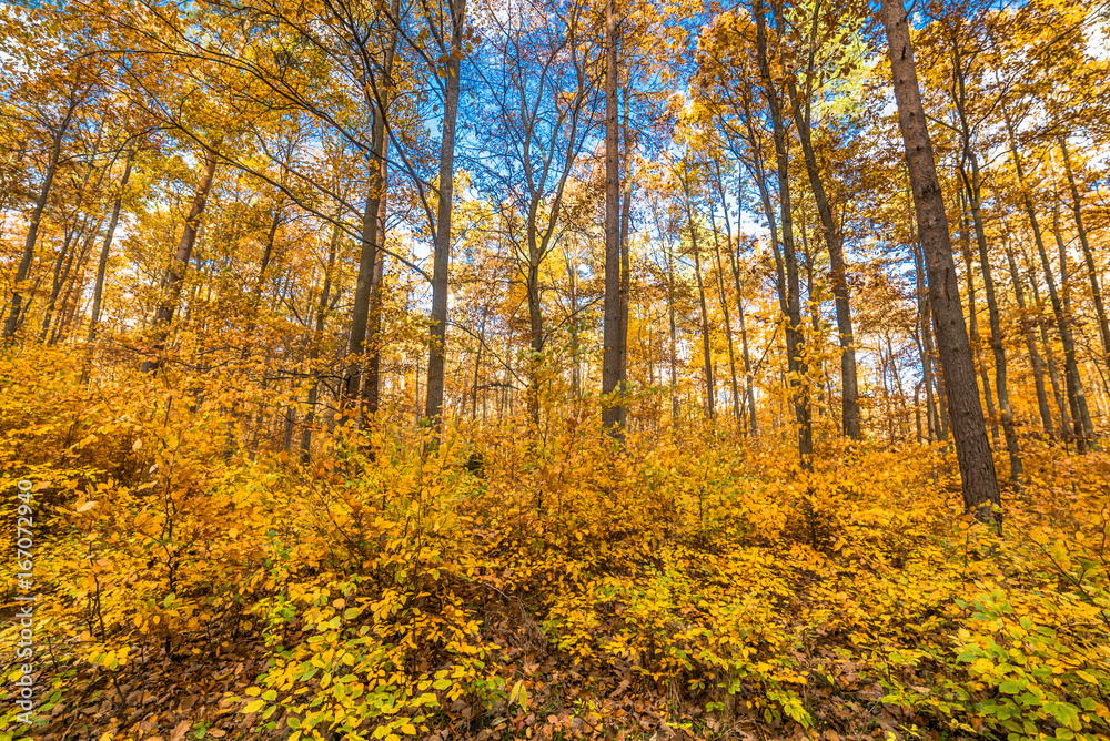 Autumn forest, fall landscape with golden leaves on trees