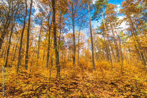 Autumn forest, fall landscape with golden leaves on trees