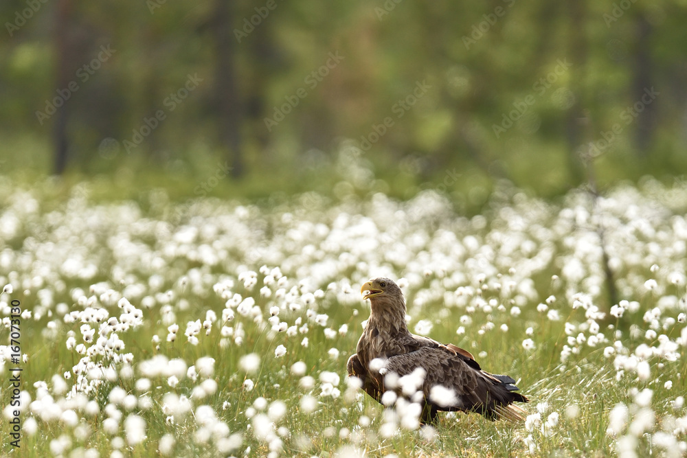 Obraz premium White-tailed eagle in the bog with blossoming cotton grass. Eagle at summer.