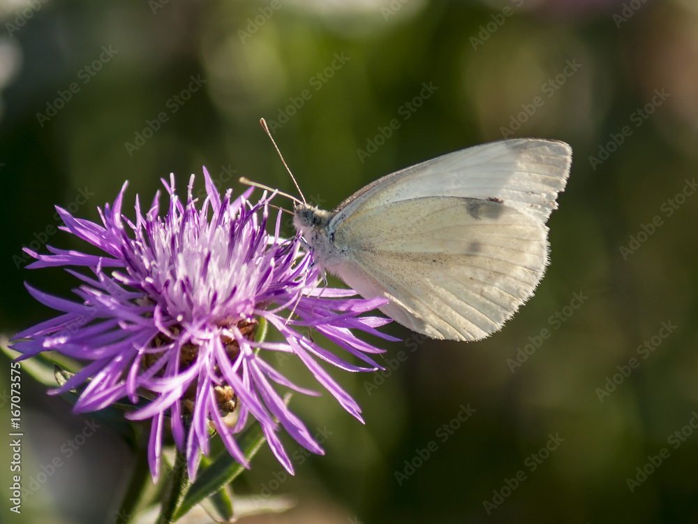 motyl motyl