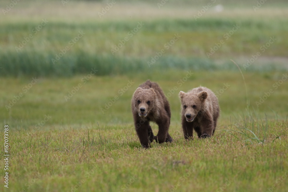 Two Grizzly Bear (Ursus arctos) cubs running and playing, Alaska Katmai National Park, Hallo Bay Two Grizzly Bear (Ursus arctos) cubs running and playing, Alaska Katmai National Park, Hallo Bay