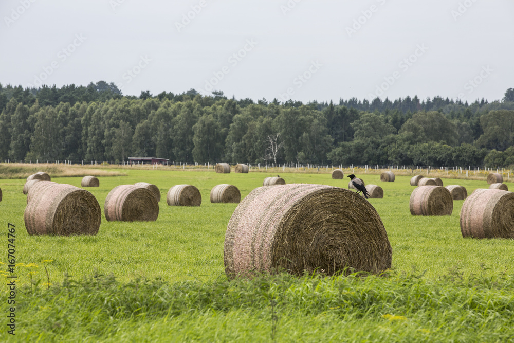 Skåne Summer Landscape