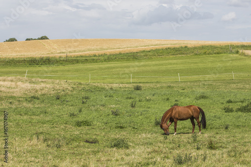 Skåne Summer Landscape