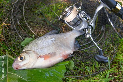 View of freshwater silver bream or white brem fish on black fishing net and fishing rod with reel. .