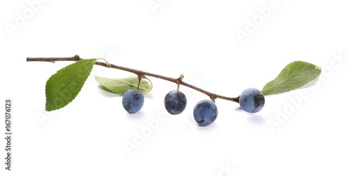 Fresh blackthorn berries with twig isolated on white background