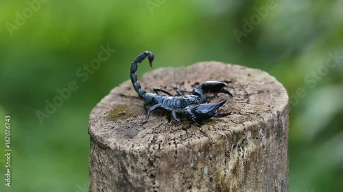 Scorpionidae on the stump tree dry with background of the nature. photo