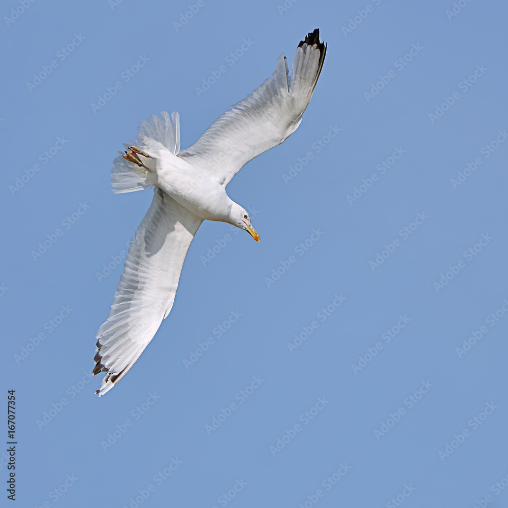 Obraz premium White seagull in flight