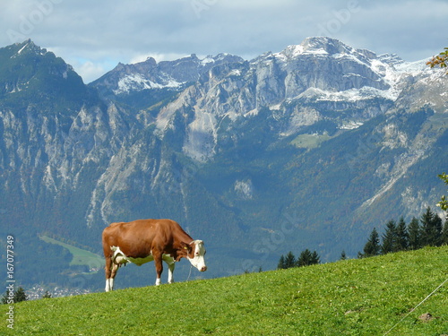Kuh im Gebirge © Fotolyse