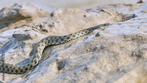 Water snake creeps on the stone