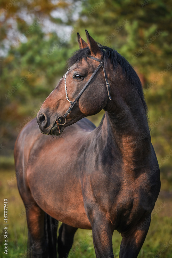 Portrait of beautiful bay stallion