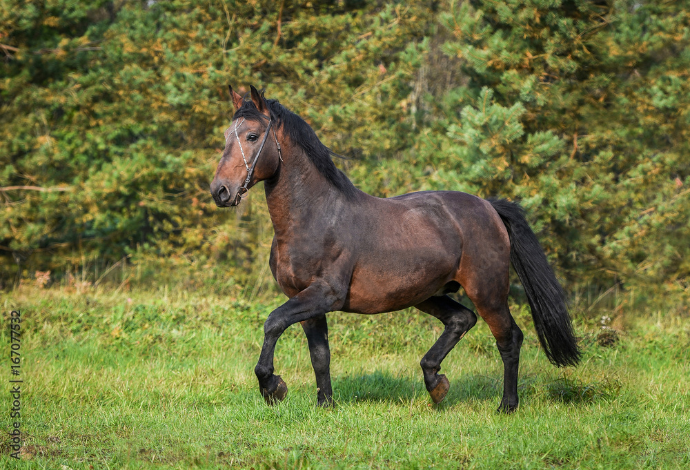 Fototapeta premium Bay horse running trot in summer