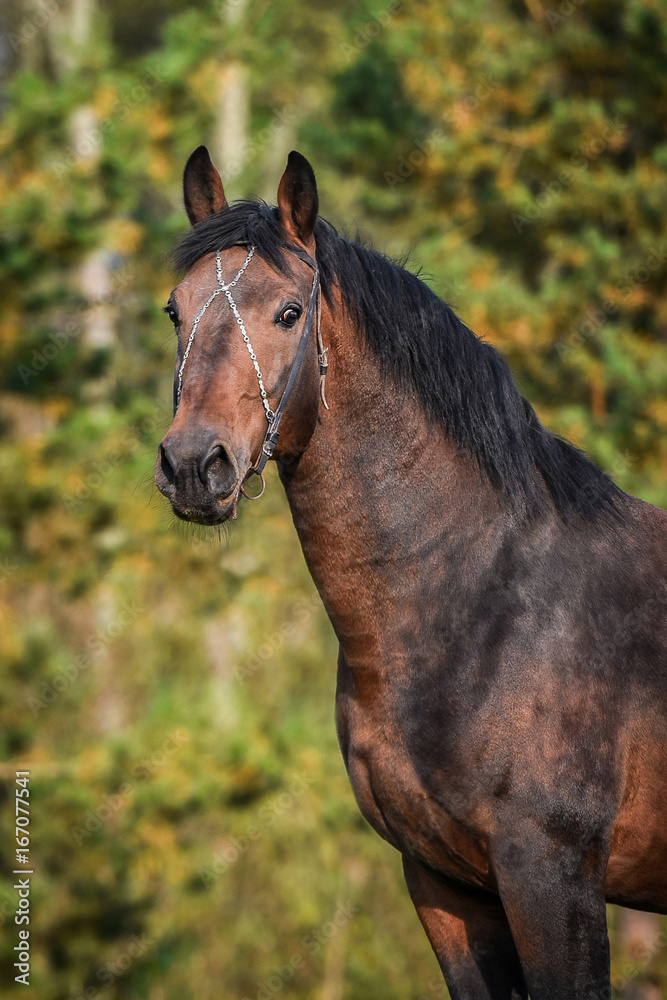 Portrait of beautiful bay stallion Portrait of beautiful bay stallion