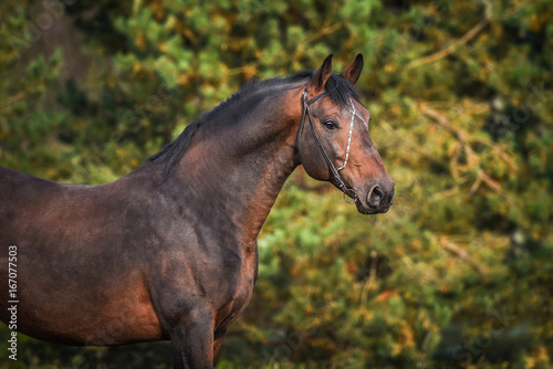 Portrait of beautiful bay stallion © Rita Kochmarjova
