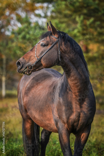 Portrait of beautiful bay stallion