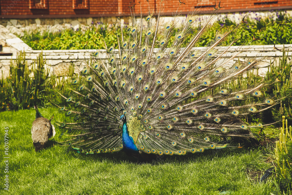 Obraz premium Beautiful male peacock with expanded feathers on the grass in the yard