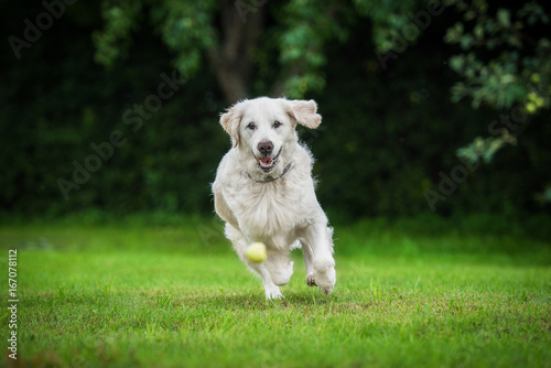 Golden retriever dog playing with a ball