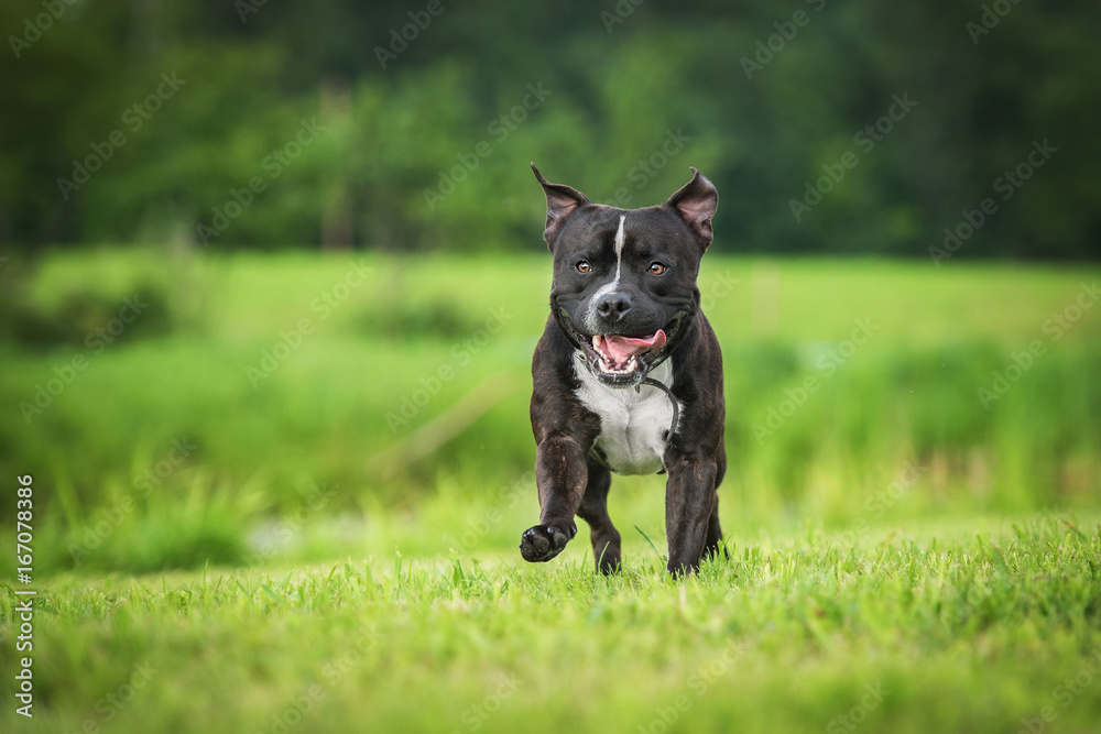 English staffordshire bullterrier dog playing outdoors