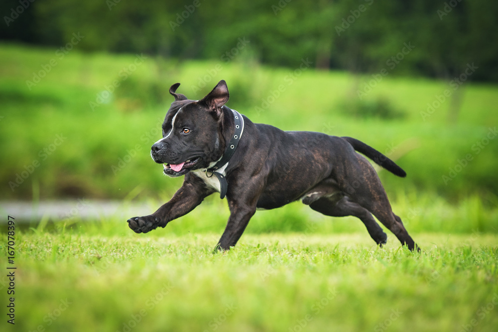English staffordshire bullterrier dog running