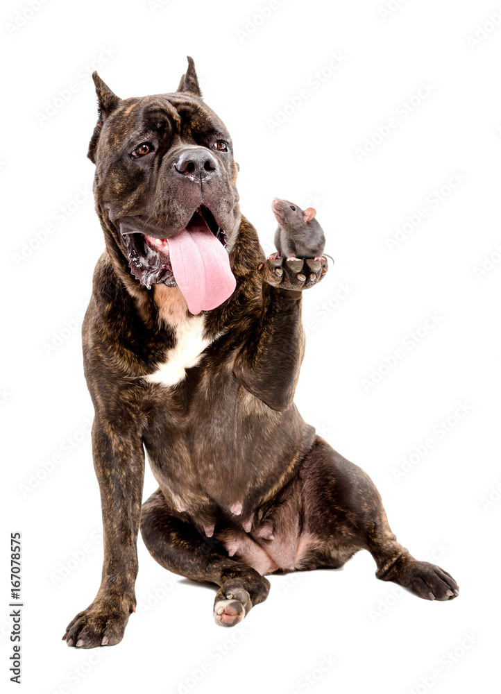 The dog Cane Corso with a rat, who sits on his paw, isolated on a white background